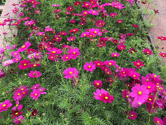淮南高端仿真花|寫字樓室外綠化設計