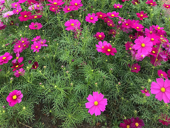 錫林郭勒盟鮮花速遞|綠化道路設(shè)計